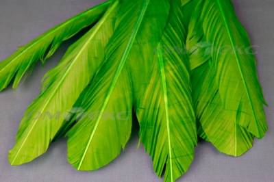 Декоративный Пучок из перьев, перо 24см/зеленый - купить в Улан-Удэ. Цена: 12.19 руб.