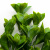 Трава искусственная -1, шт (эвкалипт лист 32 см/8 см)				 - купить в Улан-Удэ. Цена: 169.93 руб.