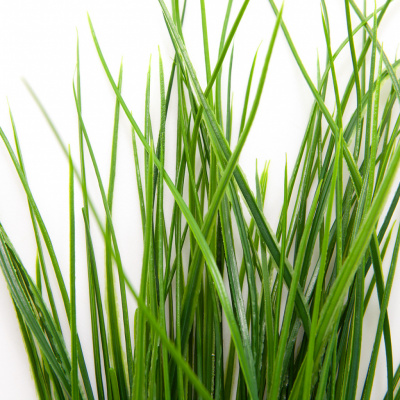 Трава искусственная -4, шт  (осока 50 см/8 см  7 листов)				 - купить в Улан-Удэ. Цена: 130.73 руб.